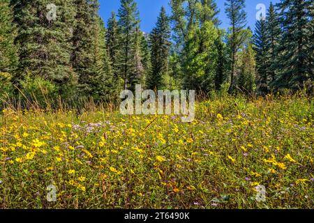 Fleurs sauvages en fleurs, sentier Little Elk Creek, non entretenu, dans la chaîne de Snake River Range, dans les grandes Rocheuses de Yellowstone, forêt de Targhee Natl, Idaho, États-Unis Banque D'Images