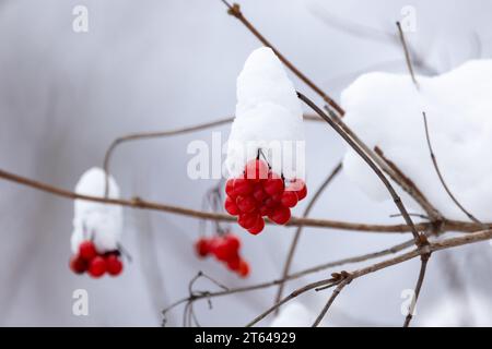 Viburnum opulus fruit est sous la neige blanche un jour d'hiver. Les baies rouges pendent sur la branche Banque D'Images