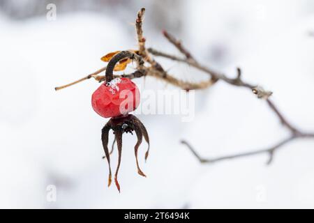 Fruit de rose sèche accroche sur une branche en saison d'hiver, photo de gros plan avec mise au point douce sélective, arrière-plan abstrait de photo naturelle d'hiver Banque D'Images