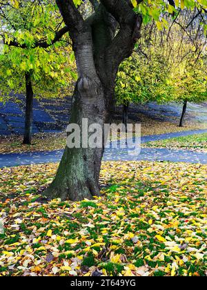 Penny Pocket Park en automne faisait autrefois partie du cimetière de Leeds Minster avec de vieilles pierres tombales sur le remblai ferroviaire Leeds Angleterre Banque D'Images