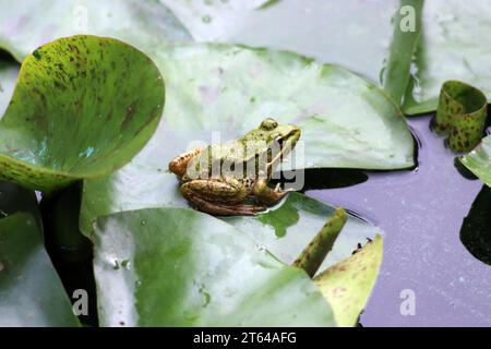 La grenouille comestible dans un jardin oasis à Marrakech Banque D'Images