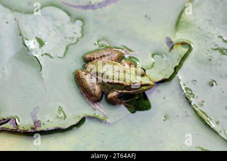 La grenouille comestible dans un jardin oasis à Marrakech Banque D'Images