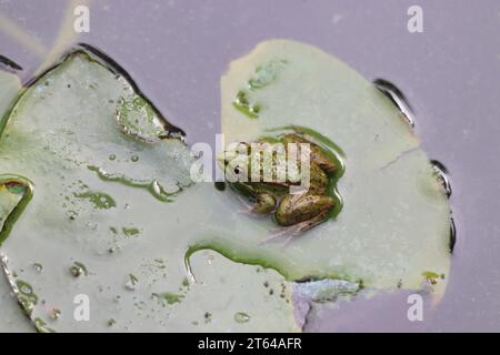 La grenouille comestible dans un jardin oasis à Marrakech Banque D'Images