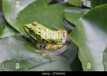 La grenouille comestible dans un jardin oasis à Marrakech Banque D'Images