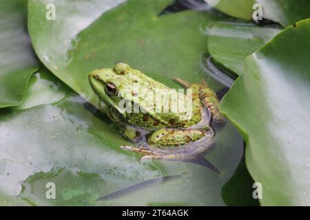 La grenouille comestible dans un jardin oasis à Marrakech Banque D'Images