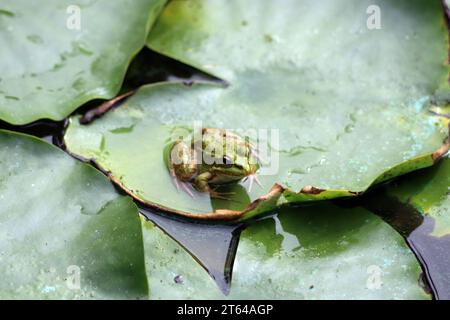 La grenouille comestible dans un jardin oasis à Marrakech Banque D'Images