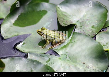 La grenouille comestible dans un jardin oasis à Marrakech Banque D'Images