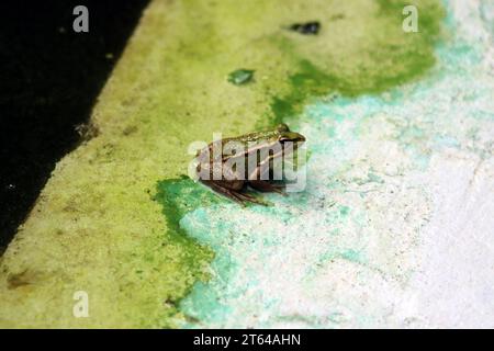 La grenouille comestible dans un jardin oasis à Marrakech Banque D'Images