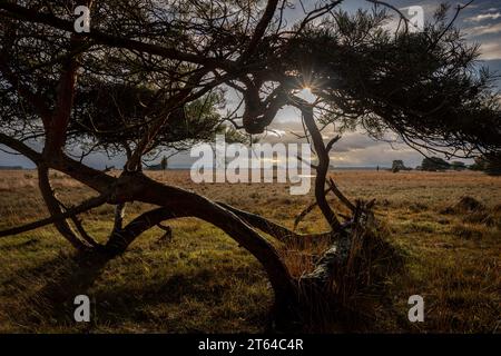 La belle landes en automne dans la réserve naturelle 'Dwingelderveldd', avec une vue ensoleillée à travers le pin Banque D'Images