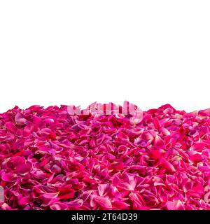 Pétales de rose foncé comme arrière-plan ou cadre, isolé sur blanc avec chemin de détourage Banque D'Images