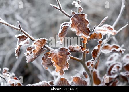 givre sur les feuilles de hêtre, temps glacial hivernal, fagus sylvatica Banque D'Images