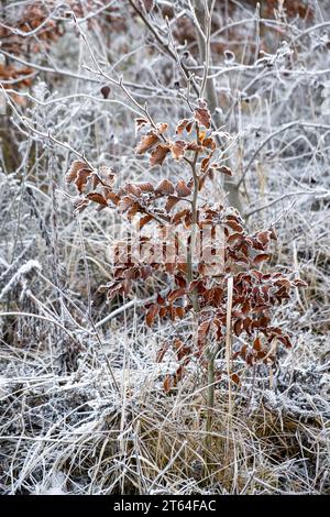 givre sur les feuilles de hêtre, temps glacé hivernal, fagus sylvatica Banque D'Images