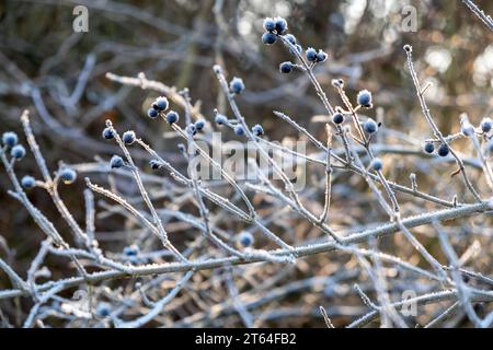 paysage hivernal de conte de fées, givre sur les branches, matin glacial Banque D'Images