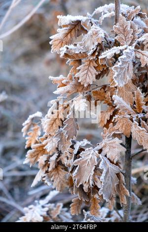 Hoarfrost sur les feuilles de chêne, temps glacial hivernal, Quercus Banque D'Images