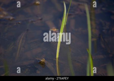 Femelle citrine Forktail (Ischnura hastata) sur un brin d'herbe Banque D'Images