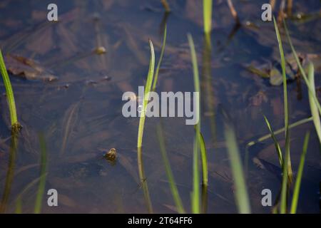 Femelle citrine Forktail (Ischnura hastata) sur un brin d'herbe Banque D'Images