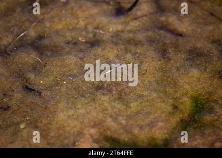 Femelle citrine Forktail (Ischnura hastata) sur une surface sale de l'étang Banque D'Images