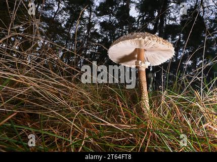 PRODUCTION - 08 novembre 2023, Brandebourg, Lübben : un champignon parapluie géant commun (Macrolepiota procera), également connu sous le nom de parasol ou champignon parapluie géant, pousse à la lisière d'une forêt dans l'est du Brandebourg. Le champignon parapluie géant est comestible et est considéré comme un bon champignon comestible. Photo : Patrick Pleul/dpa Banque D'Images