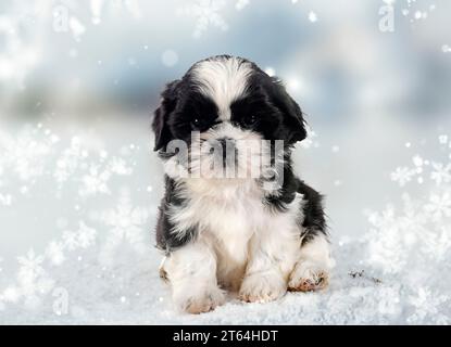 chiot shih tzu devant le fond d'hiver Banque D'Images