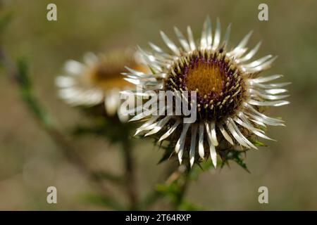 Chardon doré (Carlina vulgaris), Michelbach an der Bilz, Bilz, Schwaebisch Hall, Hohenlohe, Heilbronn-Franken, Baden-Wuerttemberg, Allemagne Banque D'Images