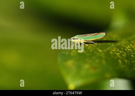 Rhododendron (Rhododendron) civale (Graphocephala fennahi) assise sur une feuille de rhododendron, Wilden, Rhénanie du Nord-Westphalie, Allemagne Banque D'Images