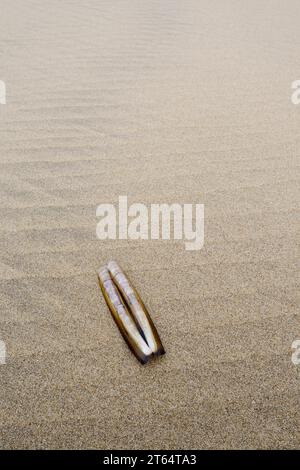 Palourde de l'Atlantique (Ensis directus), coquille de moule sur la plage, Hollande du Sud, pays-Bas Banque D'Images