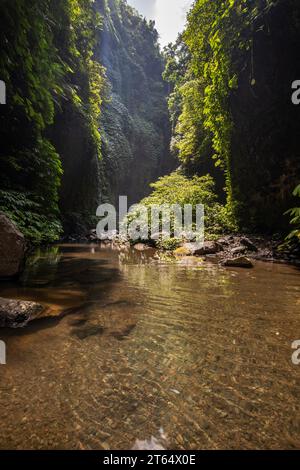 Canyon verdoyant envahi dans un environnement tropical. Ruisseau d'une cascade entre rochers et jungle verte à Bali Banque D'Images