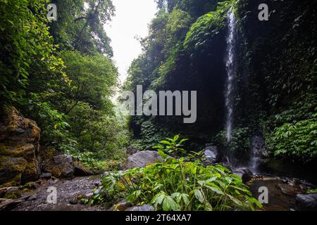 Canyon verdoyant envahi dans un environnement tropical. Ruisseau d'une cascade entre rochers et jungle verte à Bali Banque D'Images