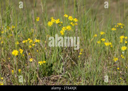 Frühlings-Greiskraut, Frühlingsgreiskraut, Greiskraut, Frühlingskreuzkraut, Frühlings-Kreuzkraut, Kreuzkraut, Senecio vernalis, Senecio leucanthemifol Banque D'Images