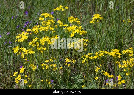 Frühlings-Greiskraut, Frühlingsgreiskraut, Greiskraut, Frühlingskreuzkraut, Frühlings-Kreuzkraut, Kreuzkraut, Senecio vernalis, Senecio leucanthemifol Banque D'Images