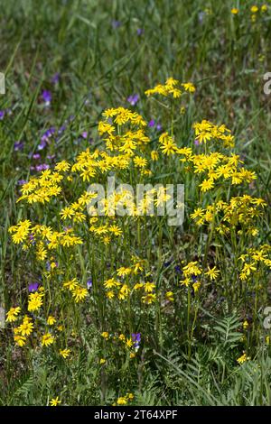 Frühlings-Greiskraut, Frühlingsgreiskraut, Greiskraut, Frühlingskreuzkraut, Frühlings-Kreuzkraut, Kreuzkraut, Senecio vernalis, Senecio leucanthemifol Banque D'Images