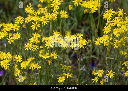 Frühlings-Greiskraut, Frühlingsgreiskraut, Greiskraut, Frühlingskreuzkraut, Frühlings-Kreuzkraut, Kreuzkraut, Senecio vernalis, Senecio leucanthemifol Banque D'Images