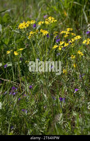 Frühlings-Greiskraut, Frühlingsgreiskraut, Greiskraut, Frühlingskreuzkraut, Frühlings-Kreuzkraut, Kreuzkraut, Senecio vernalis, Senecio leucanthemifol Banque D'Images