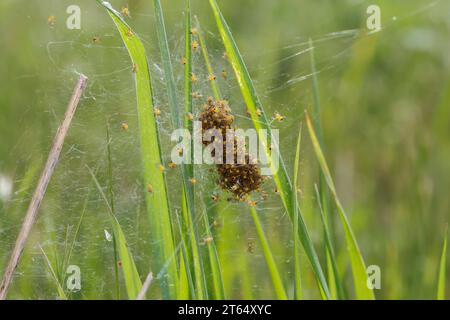 Garten-Kreuzspinne, Jungtiere im Kokon, Jungspinne, Jungspinnen, Nest, Gartenkreuzspinne, Gemeine Kreuzspinne, Kreuzspinne, Kreuzspinnen, Araneus diad Banque D'Images