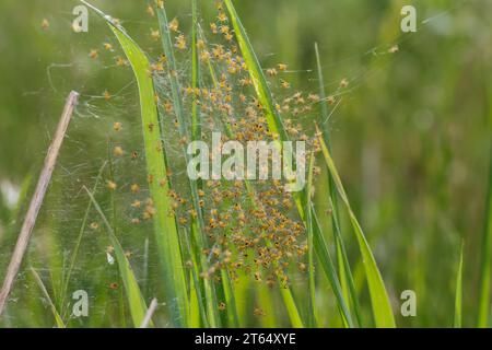 Garten-Kreuzspinne, Jungtiere im Kokon, Jungspinne, Jungspinnen, Nest, Gartenkreuzspinne, Gemeine Kreuzspinne, Kreuzspinne, Kreuzspinnen, Araneus diad Banque D'Images