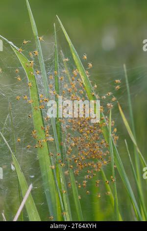 Garten-Kreuzspinne, Jungtiere im Kokon, Jungspinne, Jungspinnen, Nest, Gartenkreuzspinne, Gemeine Kreuzspinne, Kreuzspinne, Kreuzspinnen, Araneus diad Banque D'Images