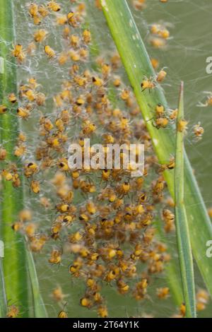 Garten-Kreuzspinne, Jungtiere im Kokon, Jungspinne, Jungspinnen, Nest, Gartenkreuzspinne, Gemeine Kreuzspinne, Kreuzspinne, Kreuzspinnen, Araneus diad Banque D'Images