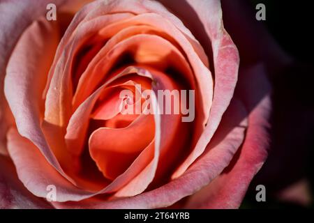 Rose (Rosa), Royal Botanic Gardens (Kew Gardens), Grande-Bretagne Banque D'Images