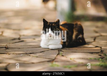 Portrait de chat tricolore à l'extérieur, reposant sur le sol en pierre sauvage le jour du printemps. Banque D'Images