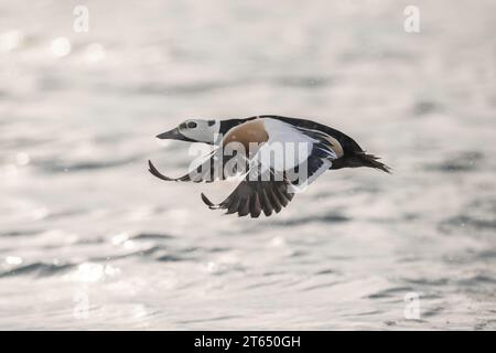 Eider de Steller (Polysticta stelleri), mâle en vol, plumage magnifique, Batsfjord, Batsfjord, péninsule de Varanger, Finnmark, Norvège du Nord Banque D'Images