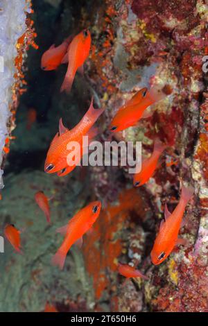 Shoal, groupe de poissons cardinaux (Apogon imberbis) dans la mer Méditerranée près de Hyères. Site de plongée Giens Peninsula, Cote dAzur, France Banque D'Images