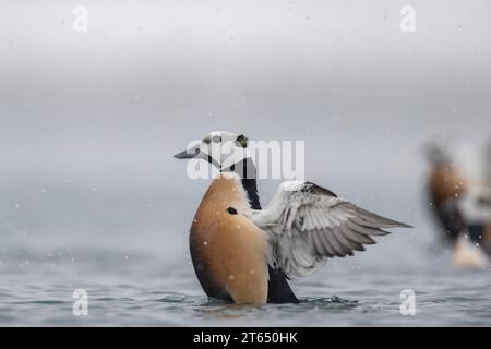 Eider de Steller (Polysticta stelleri), mâle, plumage splendide, Batsfjord, Båtsfjord, péninsule de Varanger, Finnmark, Nord de la Norvège, Norvège, Europe Banque D'Images