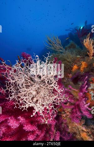 L'étoile du panier méditerranéen (Astrospartus mediterraneus) dans la mer Méditerranée près d'Hyères. Site de plongée sur la péninsule de Giens, Côte d'Azur, France Banque D'Images