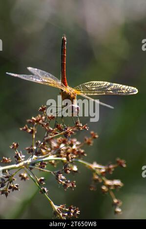 Gros plan vertical naturel sur un mâle rouge de la libellule dard à ailes jaunes, Sympetrum flaveolum Banque D'Images