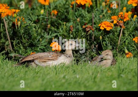 Aviron indien (Pavo cristatus), poussin, Rhénanie du Nord-Westphalie, Allemagne Banque D'Images