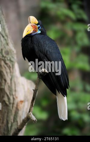 Hornbill (Rhyticeros cassidix), femelle, captive, occurrence en Asie Banque D'Images