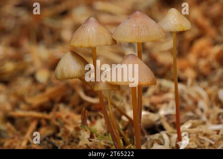 Bonnet de Saffrondrop (Mycena crocata), Idstein, Taunus, Hesse, Allemagne Banque D'Images