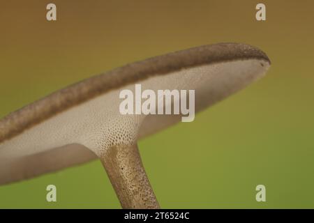 Détail du champignon d'hiver (Polyporus brumalis), vue de dessous, dessous, tige, chapeau de champignon, casquette, détail, filigrane, trous, fin, petit, filigrane Banque D'Images