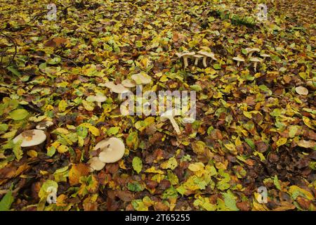 Groupe Foggy gris rougeâtre entonnoir champignon (Lepista nebularis) dans la forêt d'automne, feuilles, feuilles tombées, chute de feuilles, plancher forestier, bonnet antibrouillard, gris brumeux Banque D'Images