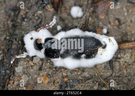 Coléoptère infecté par un champignon entomopathogène Beauveria bassiana parasite de diverses espèces d'arthropodes, provoquant une maladie de la muscardine blanche. Banque D'Images